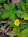 Potentilla canadensis L.