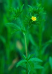 Potentilla norvegica L.