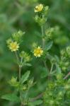 Potentilla norvegica L.