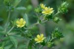 Potentilla norvegica L.
