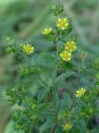 Potentilla norvegica L.