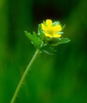 Potentilla norvegica L.
