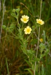 Potentilla recta L.