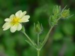 Potentilla recta L.