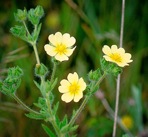 Potentilla recta L.