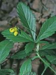 Potentilla simplex Michx.