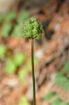 Poterium sanguisorba L. var. polygamum (Waldstein & Kitaibel) Visiani