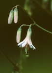 Nabalus albus (L.) Hooker