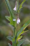 Nabalus autumnalis (Walter) Weakley