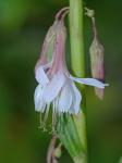 Nabalus autumnalis (Walter) Weakley