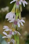 Nabalus autumnalis (Walter) Weakley