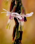 Nabalus autumnalis (Walter) Weakley