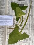 Nabalus crepidineus (Michaux) A.P. DeCandolle