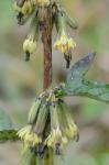 Nabalus roanensis Chickering