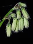 Nabalus roanensis Chickering