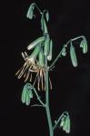 Nabalus trifoliolatus Cassini