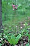 Primula meadia (L.) A. R. Mast & Reveal