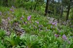 Primula meadia (L.) A. R. Mast & Reveal