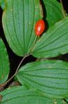 Prosartes lanuginosa (Michx.) D. Don