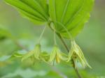 Prosartes lanuginosa (Michx.) D. Don
