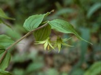 Prosartes lanuginosa (Michx.) D. Don