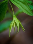 Prosartes lanuginosa (Michx.) D. Don