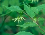 Prosartes lanuginosa (Michx.) D. Don