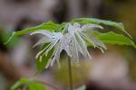 Prosartes maculata (Buckl.) Gray