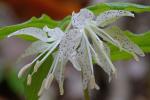 Prosartes maculata (Buckl.) Gray