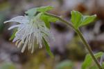 Prosartes maculata (Buckl.) Gray