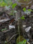 Prosartes maculata (Buckl.) Gray