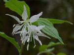 Prosartes maculata (Buckl.) Gray