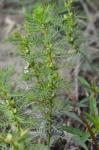 Proserpinaca pectinata Lam.