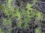 Proserpinaca pectinata Lam.