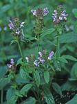 Prunella vulgaris L.
