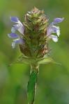 Prunella vulgaris L.