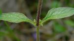 Prunella vulgaris L.