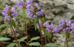 Prunella vulgaris L.