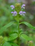 Prunella vulgaris L.
