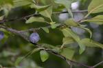 Prunus alleghaniensis Porter var. alleghaniensis