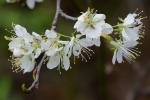 Prunus americana Marshall