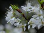 Prunus americana Marshall
