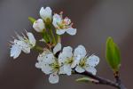 Prunus angustifolia Marshall