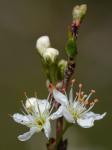 Prunus angustifolia Marshall