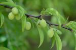 Prunus angustifolia Marshall