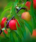 Prunus angustifolia Marshall
