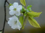 Prunus avium (L.) L.