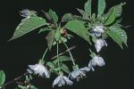 Prunus avium (L.) L.