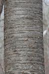 Prunus avium (L.) L.