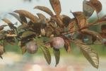 Prunus cerasifera Ehrh.